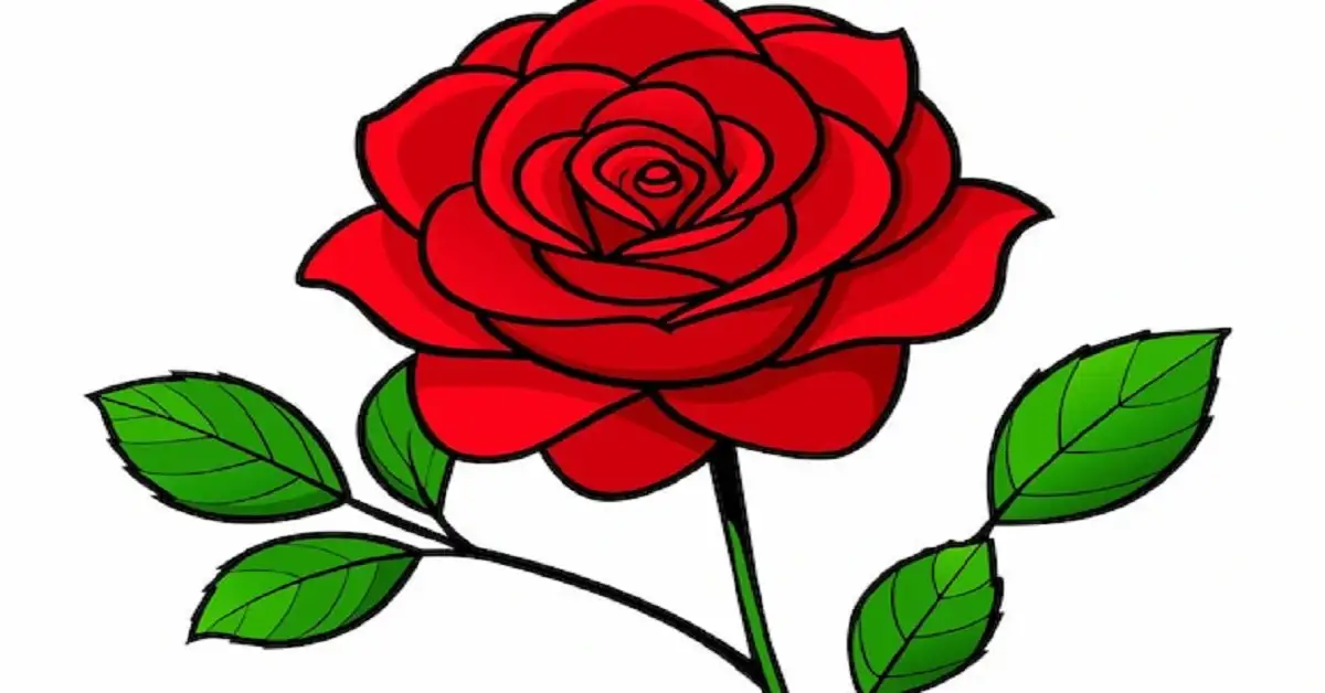 Drawing a Rose: A Step-by-Step Guide for Beginners